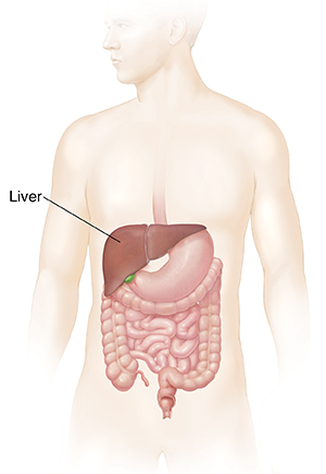 Outline of a man showing digestive system with liver.