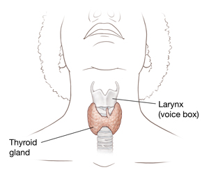 Front of neck showing thyroid gland, trachea, laryngeal nerve, and larynx.