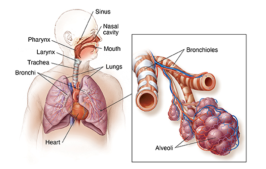 Front view of man with head turned to side showing respiratory system and heart.