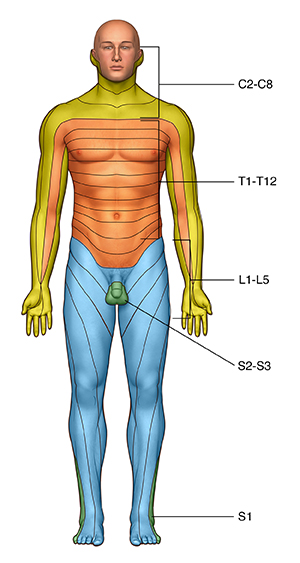 Front view of male figure showing dermatomes.