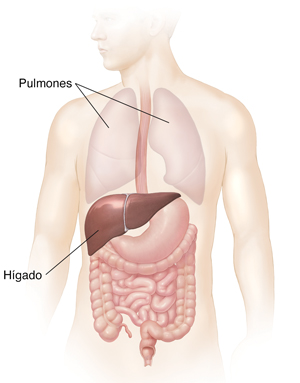 Vista frontal del cuerpo de un hombre en donde se observan el tubo digestivo, el hígado y los pulmones.