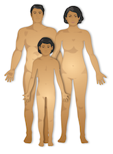 Anatomy of three humans